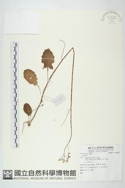 登錄號:S081449藏品圖，第1張