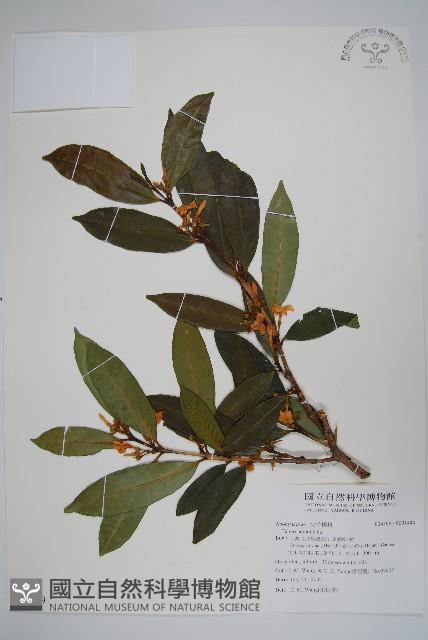 馬島懸枝花藏品圖，第1張