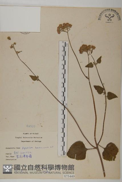 紫花霍香薊藏品圖，第1張