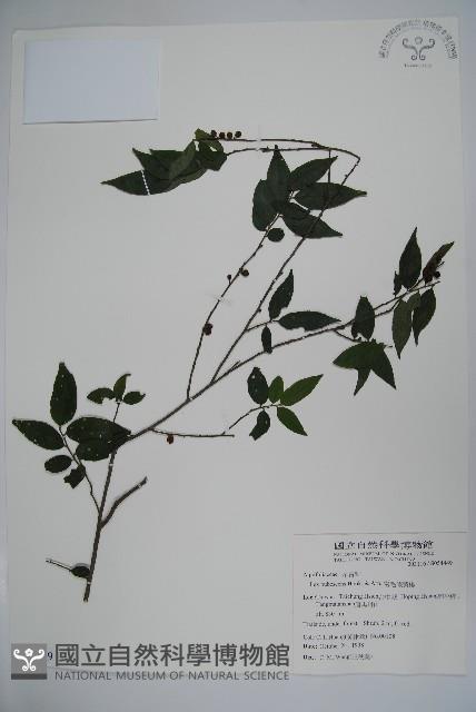 密毛假黃楊藏品圖，第1張