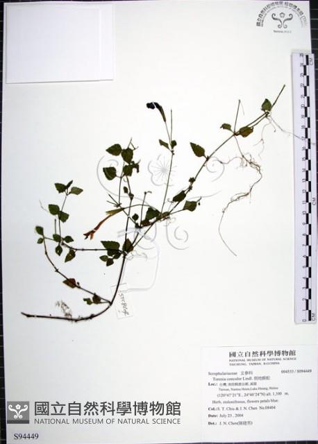 倒地蜈蚣藏品圖，第1張