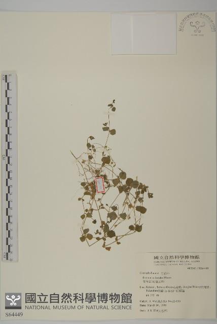 荷蓮豆草、菁芳草藏品圖，第1張