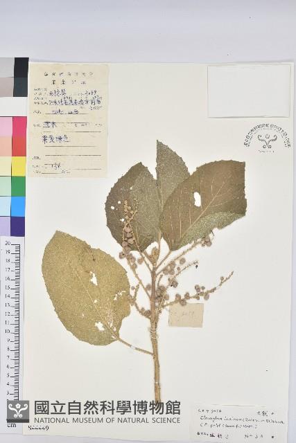 白桐樹藏品圖，第1張