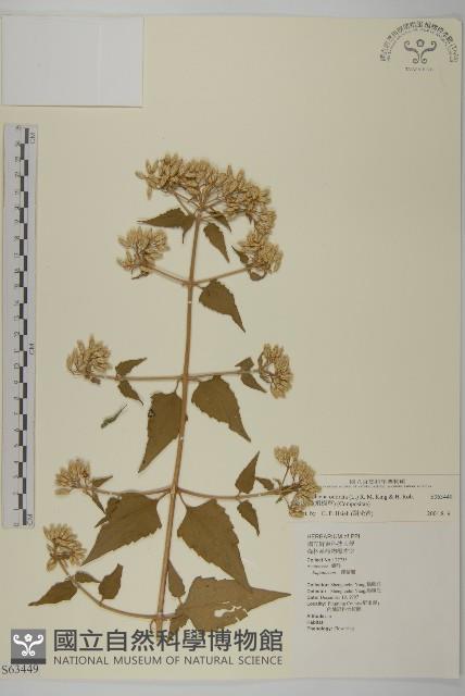 香澤蘭、飛機草藏品圖，第1張