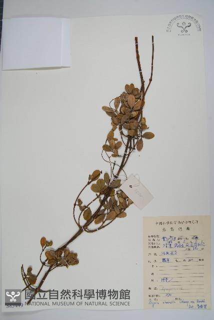 中國念珠藤藏品圖，第1張