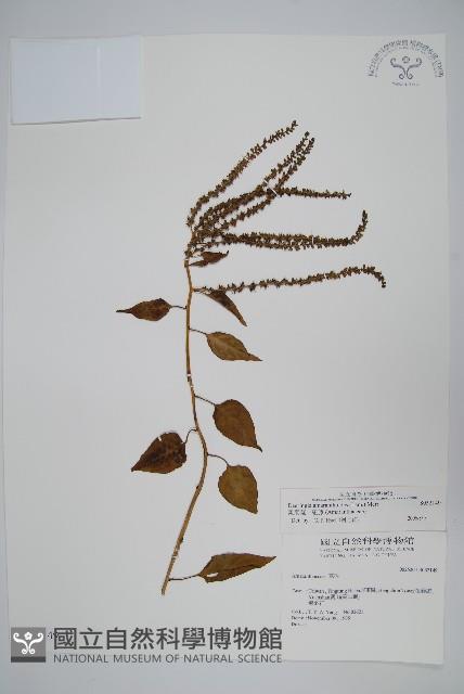 漿果莧、紐藤藏品圖，第1張