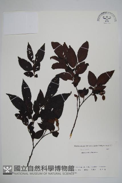 登錄號:S082149藏品圖，第1張