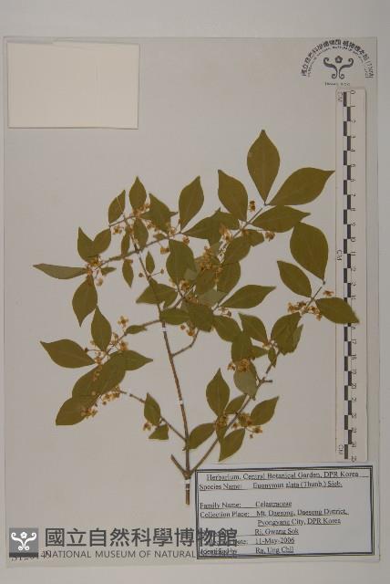 衛矛、錦木藏品圖，第1張