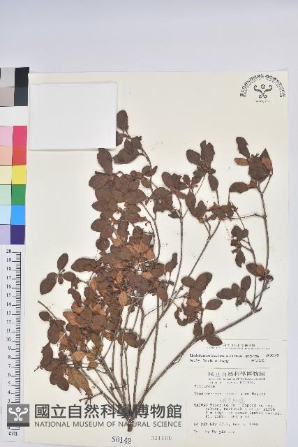 南澳杜鵑藏品圖，第1張