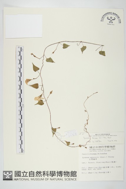 野牽牛藏品圖，第1張