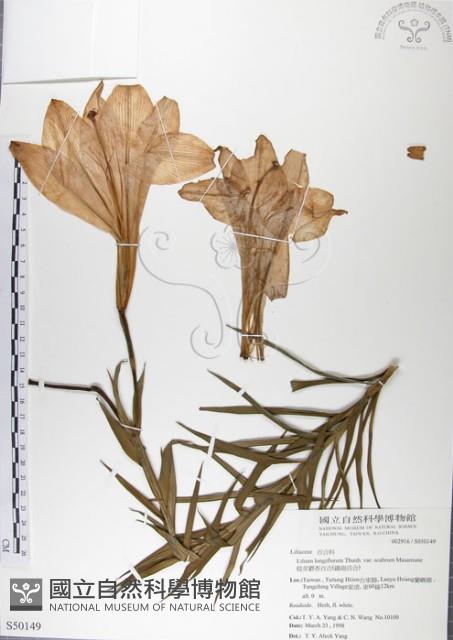 粗莖麝香百合、糙莖麝香百合、鐵炮百合藏品圖，第1張