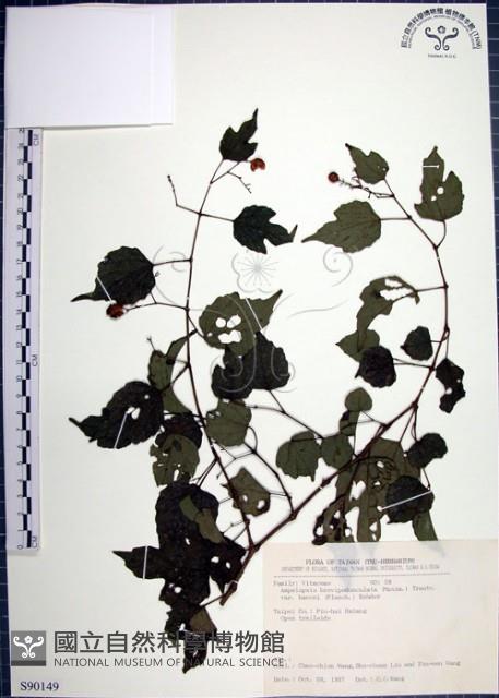 漢氏山葡萄藏品圖，第1張