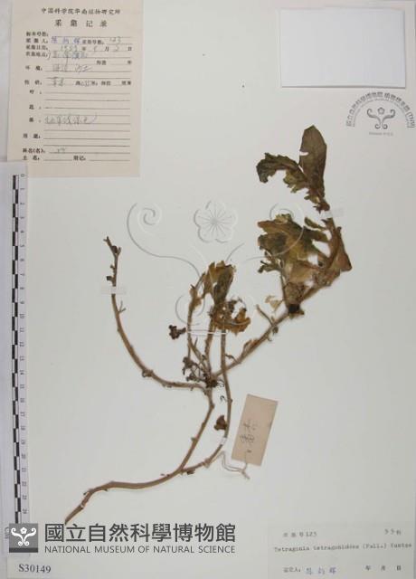 番杏藏品圖，第1張