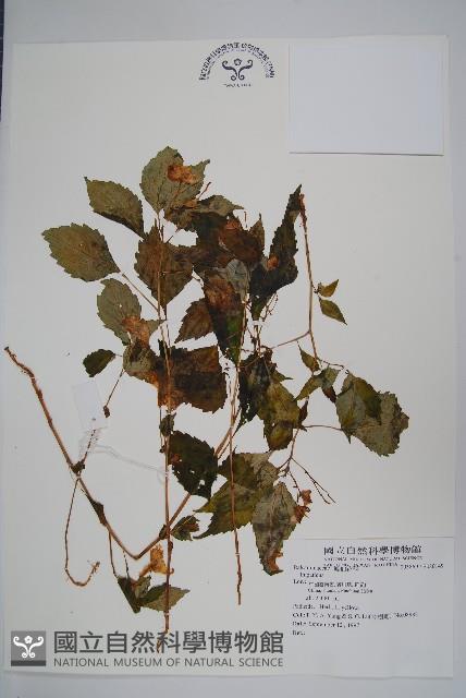 登錄號:S080149藏品圖，第1張