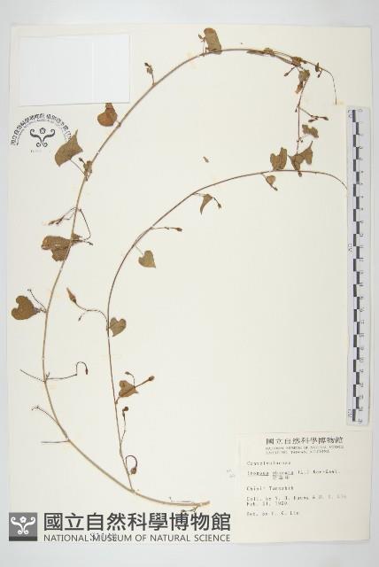 野牽牛藏品圖，第1張