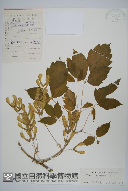 梣葉槭藏品圖，第1張