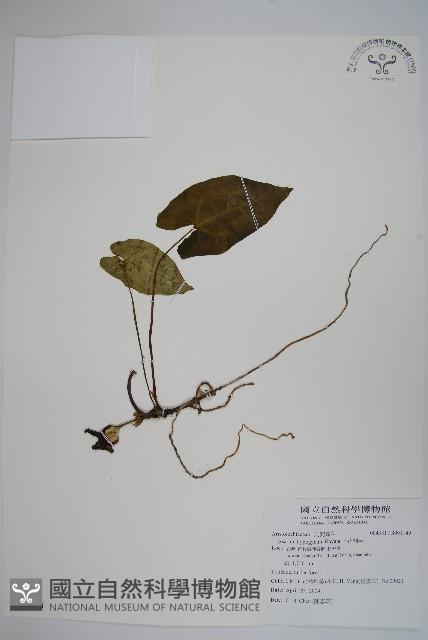 下花細辛藏品圖，第1張