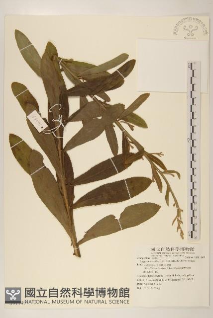 六角草藏品圖，第1張