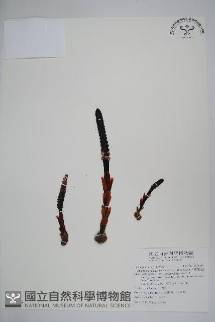 穗花蛇菰藏品圖，第1張