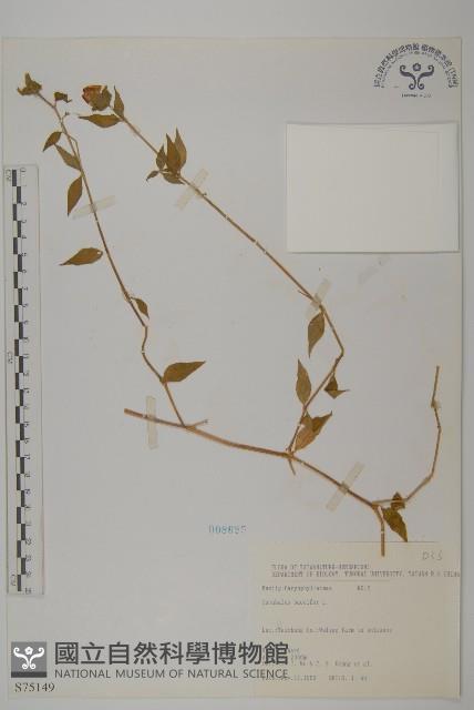 狗筋蔓藏品圖，第1張