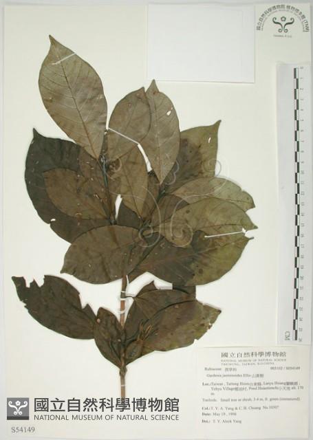 山黃梔藏品圖，第1張