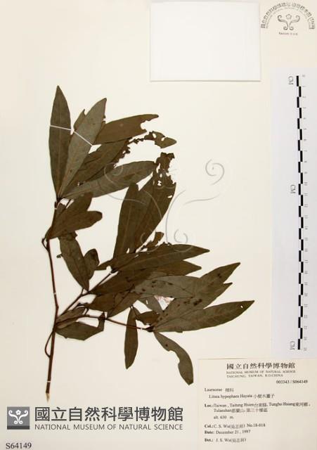 黃肉樹, 小梗木薑子藏品圖，第1張