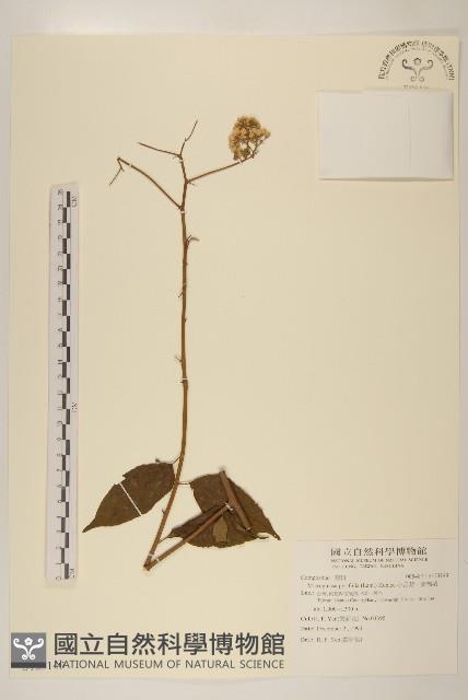 小舌菊、蔓綿菜藏品圖，第1張
