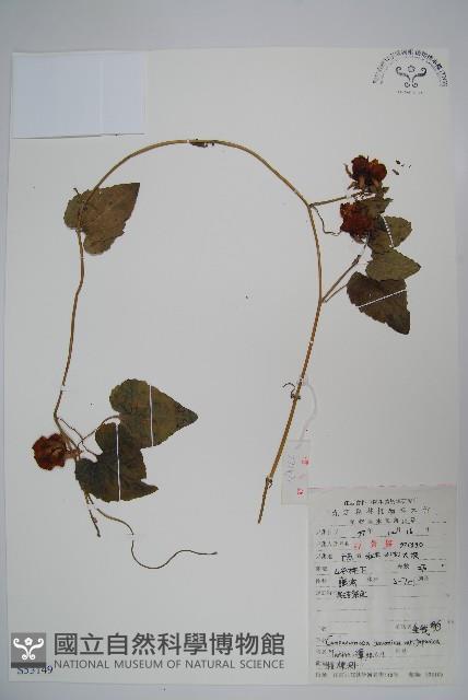 金錢豹藏品圖，第1張