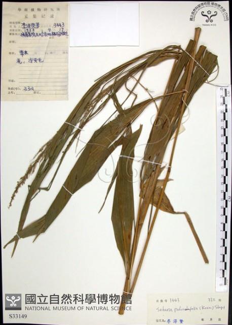 棕葉狗尾草藏品圖，第1張