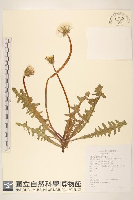 蒲公英藏品圖，第1張