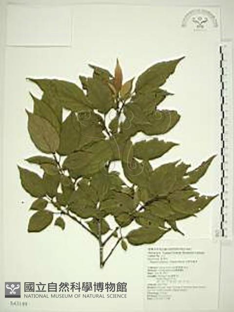 中原氏鼠李藏品圖，第1張