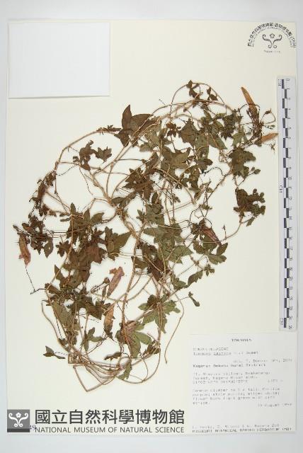 番仔藤藏品圖，第1張