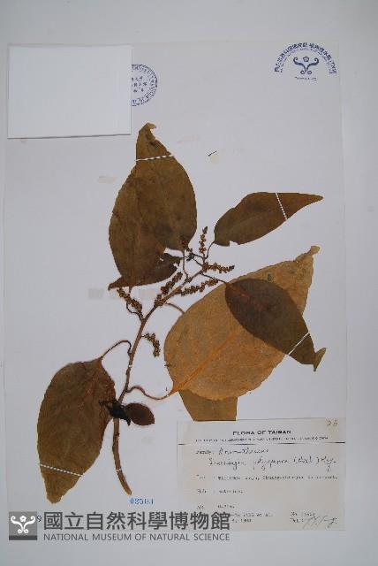 多子漿果莧藏品圖，第1張