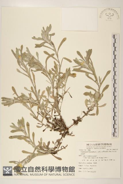 鼠麴草藏品圖，第1張