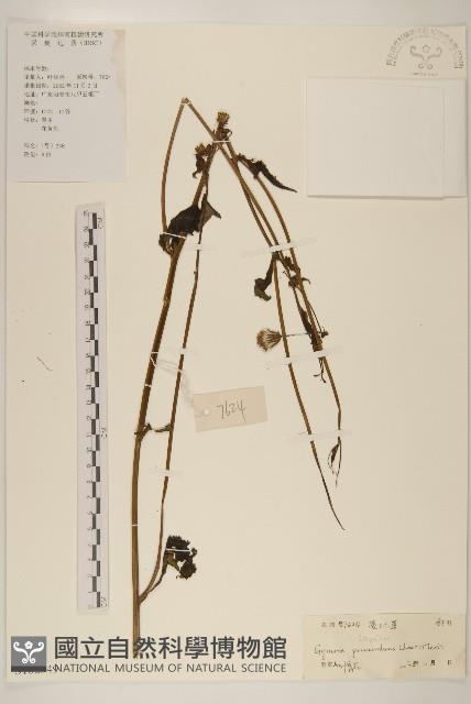 平臥三七草藏品圖，第1張