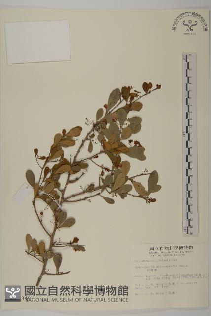 刺裸實、變葉裸實藏品圖，第1張