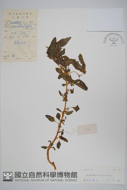 刺莧藏品圖，第1張