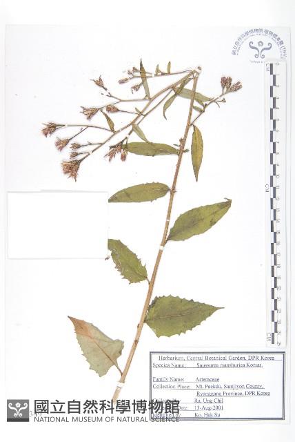 東北鳳毛菊藏品圖，第1張