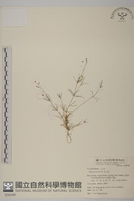 大爪草藏品圖，第1張