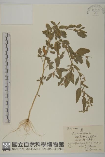 藜、灰藜藏品圖，第1張