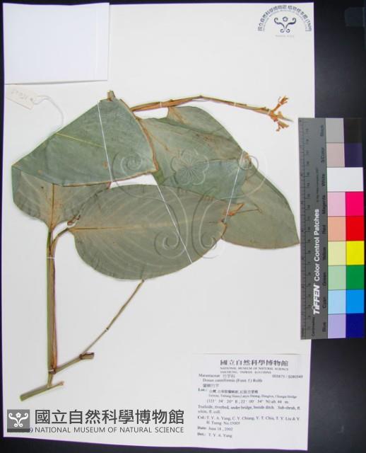 蘭嶼竹芋藏品圖，第1張