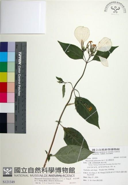 Accession Number:S121349 Collection Image