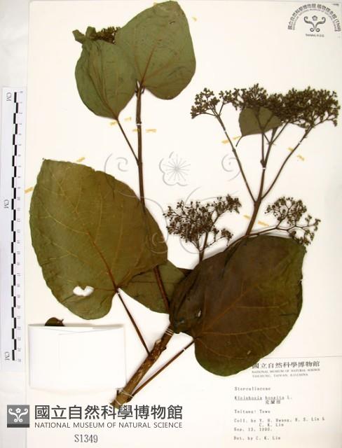 克蘭樹藏品圖，第1張