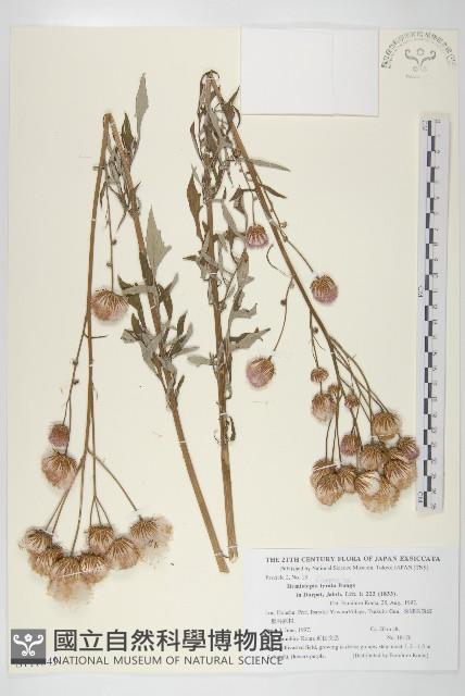 泥胡菜藏品圖，第1張