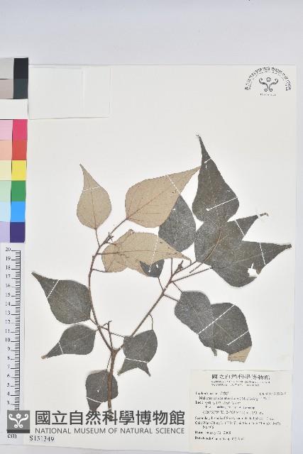 白匏子藏品圖，第1張