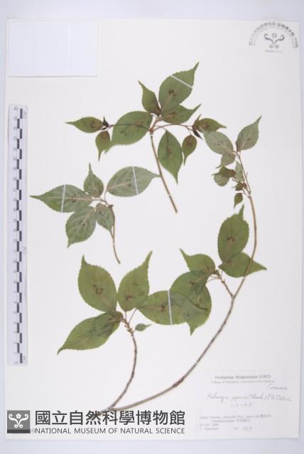 青莢葉藏品圖，第1張