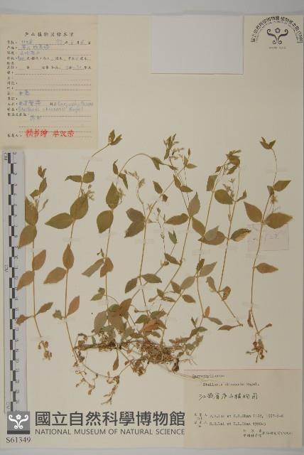 中國繁縷藏品圖，第1張