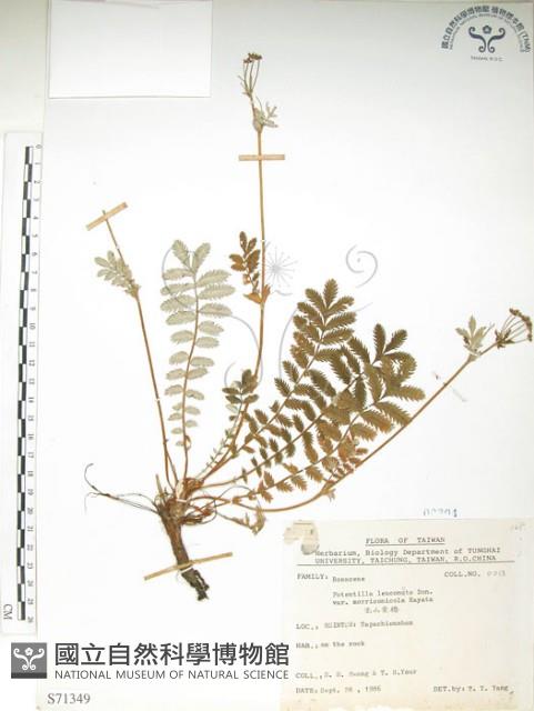 玉山金梅藏品圖，第1張