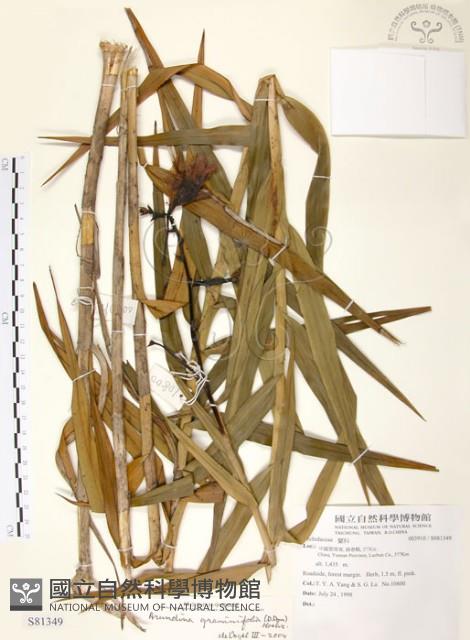葦草蘭、鳥仔花、竹葉蘭藏品圖，第1張