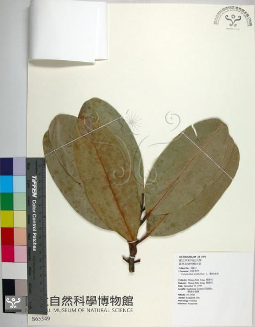 瓊崖海棠、胡桐藏品圖，第1張